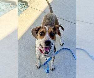 MABLE - Female Mutt Dog for Adoption - Photo #2
