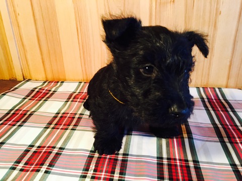 Medium Photo #1 Scottish Terrier Puppy For Sale in THATCHER, ID, USA