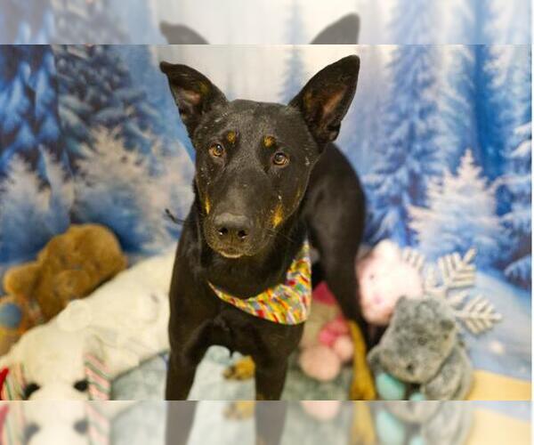 Medium Photo #1 German Shepherd Dog-Unknown Mix Puppy For Sale in Placerville, CA, USA