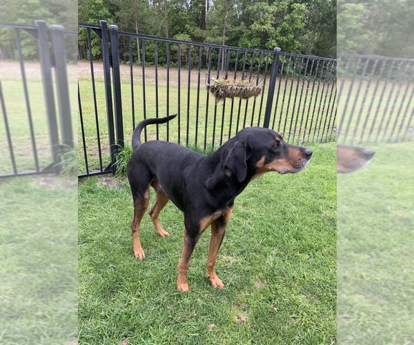 Medium Photo #5 Labrador Retriever-Treeing Walker Coonhound Mix Puppy For Sale in SAVANNAH, GA, USA