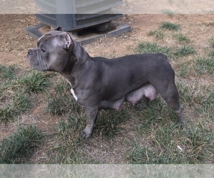 Mother of the American Bully puppies born on 04/01/2022