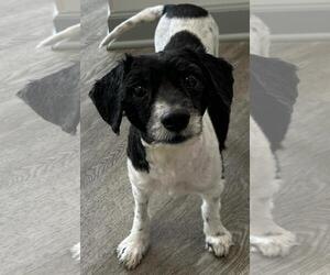 McFlurry - Male Cock-A-Poo-Unknown Mix Dog for Adoption - Photo #4