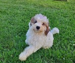 Small #13 Bernedoodle (Miniature)