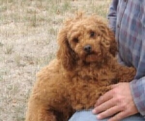 Father of the Goldendoodle (Miniature) puppies born on 04/28/2023