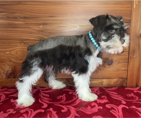 Medium Photo #2 Schnauzer (Miniature) Puppy For Sale in BIG CABIN, OK, USA