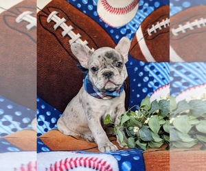 French Bulldog Puppy for sale in QUARRYVILLE, PA, USA