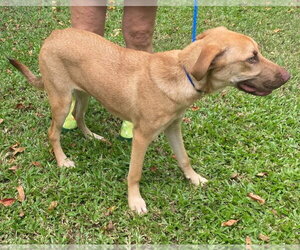 Beaux - Male German Shepherd Dog-Unknown Mix Dog for Adoption - Photo #6