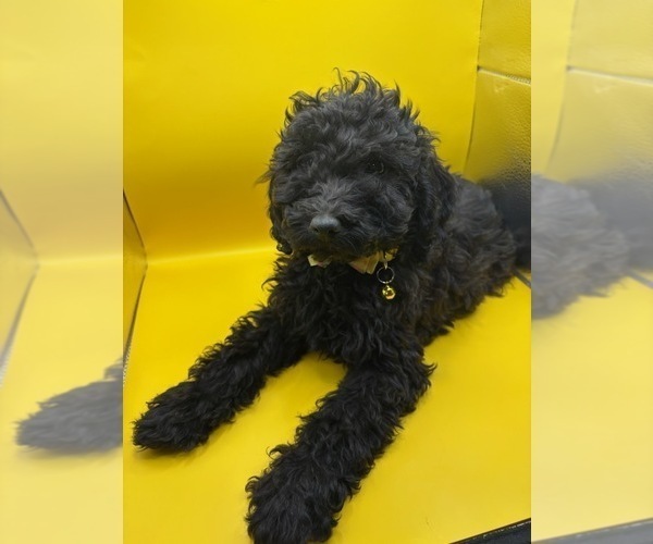Medium Photo #2 Poodle (Miniature) Puppy For Sale in BLUE MOUND, TX, USA