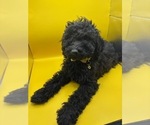 Small #1 Poodle (Miniature)