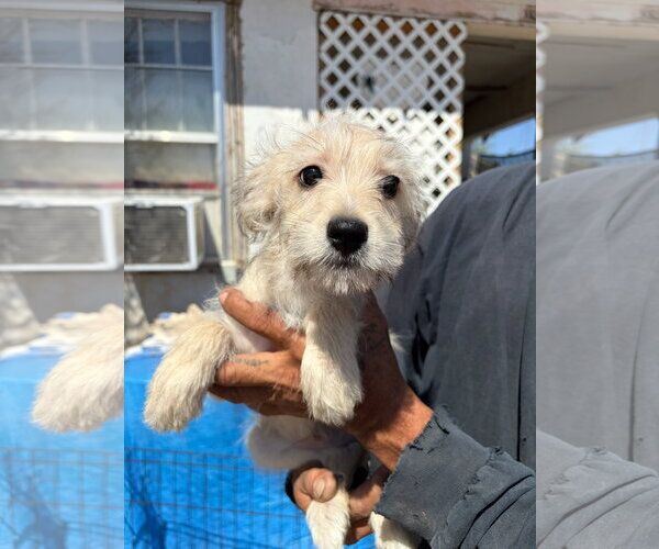 Medium Photo #3 Dachshund-Unknown Mix Puppy For Sale in Grafton, WI, USA