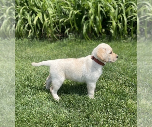 Medium Photo #2 Labrador Retriever Puppy For Sale in Tekonsha, MI, USA