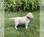 Small Photo #2 Labrador Retriever Puppy For Sale in Tekonsha, MI, USA