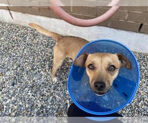 Chihuahua Dogs for adoption in Fort Wayne, IN, USA