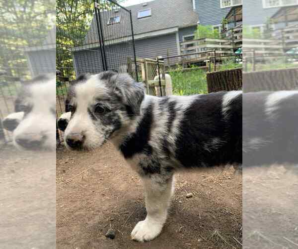 Medium Photo #3 Border-Aussie Puppy For Sale in MIDDLEBORO, MA, USA
