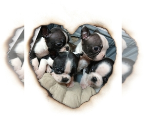 Boston Terrier Puppy for sale in GAFFNEY, SC, USA