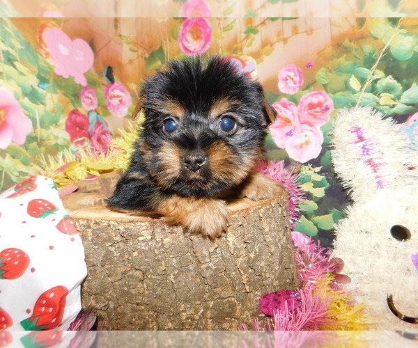 Medium Photo #6 Yorkshire Terrier Puppy For Sale in HAMMOND, IN, USA