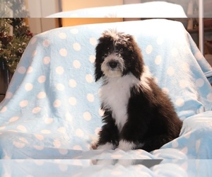 Bernedoodle Puppy for sale in UNION CITY, TN, USA