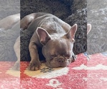 Small Photo #1 French Bulldog Puppy For Sale in BELLEVIEW, FL, USA
