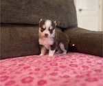 Small #1 Pomsky