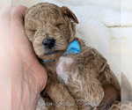 Puppy Jack Blue Poodle (Miniature)
