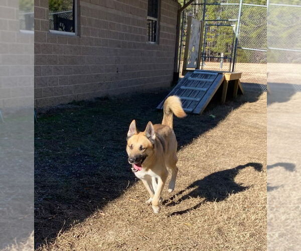 Medium Photo #2 Mutt Puppy For Sale in Glen Allen, VA, USA