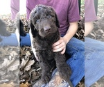 Small Photo #4 Labradoodle Puppy For Sale in OXFORD, PA, USA