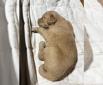 Small #14 Golden Retriever