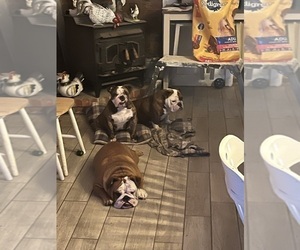 English Bulldog Puppy for sale in OPELIKA, TX, USA