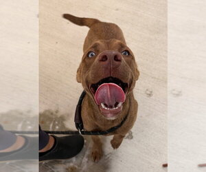 Labrador Retriever Dogs for adoption in Tarboro, NC, USA