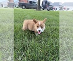 Small Photo #23 Pembroke Welsh Corgi Puppy For Sale in MILFORD, IN, USA