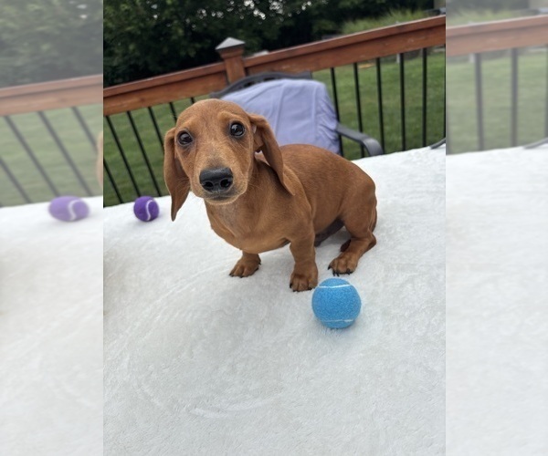 Medium Photo #4 Dachshund Puppy For Sale in GREENFIELD, IN, USA