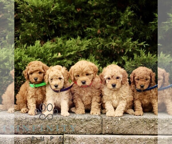 Medium Photo #2 Goldendoodle (Miniature) Puppy For Sale in KINZERS, PA, USA