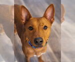 Small #5 Labrador Retriever Mix
