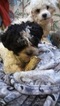 Small Photo #7 Zuchon Puppy For Sale in BROOKEVILLE, MD, USA