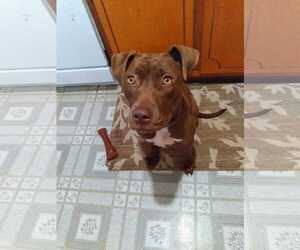 Cocoapup - Female American Pit Bull Terrier-Chocolate Labrador retriever Mix Dog for Adoption - Photo #16