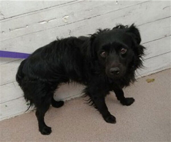 Medium Photo #1 Chihuahua Puppy For Sale in San Bernardino, CA, USA