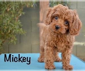 Cavapoo Puppy for sale in PHOENIX, AZ, USA