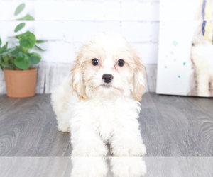 Cavachon Puppy for sale in RED LION, PA, USA