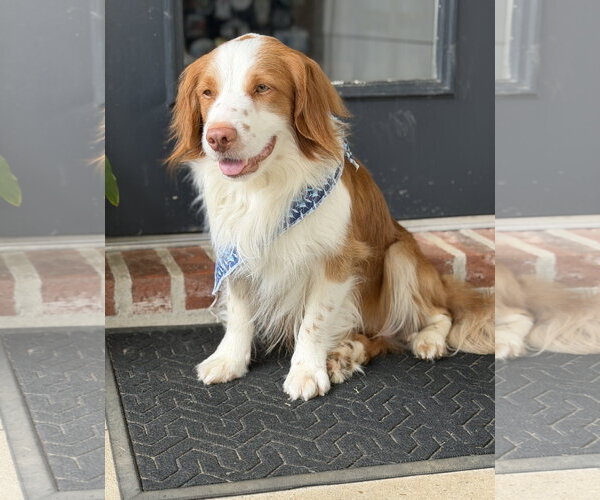 Medium Photo #5 Brittany-Colonial Cocker Spaniel Mix Puppy For Sale in Curwensville, PA, USA