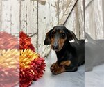 Small Photo #3 Dachshund Puppy For Sale in Sioux Falls, SD, USA