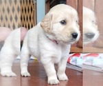 Small Photo #12 Golden Retriever Puppy For Sale in INDIANAPOLIS, IN, USA
