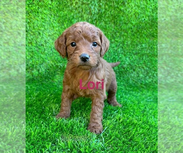 Medium Photo #1 Goldendoodle (Miniature) Puppy For Sale in CHULA VISTA, CA, USA