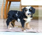 Small #3 Bernedoodle (Miniature)