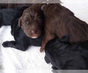 Labradoodle Puppy for sale in YACOLT, WA, USA