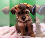 Puppy Puppy 2 YorkiePoo