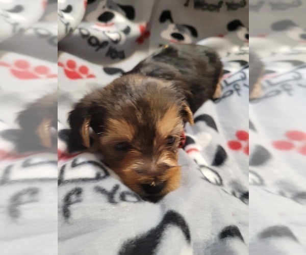 Medium Photo #8 Yorkshire Terrier Puppy For Sale in AKRON, OH, USA