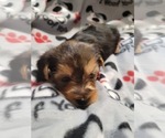 Small Photo #8 Yorkshire Terrier Puppy For Sale in AKRON, OH, USA