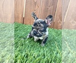 Small Photo #27 French Bulldog Puppy For Sale in BIRMINGHAM, AL, USA
