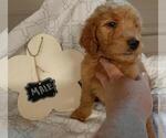 Small Photo #3 Goldendoodle Puppy For Sale in COMMERCE, TX, USA