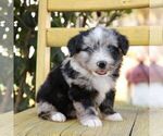 Small #3 Aussie-Poo